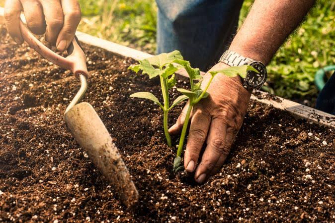 Best Garden Soil to Buy